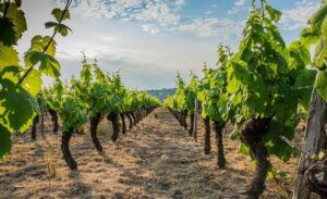 Vignobles du Beaujolais avec grappes de raisins mûrs