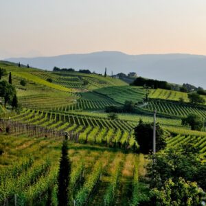 Visite du beaujolais